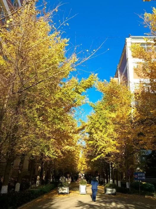 春韵定格·光影绘梦——云南经济管理学院