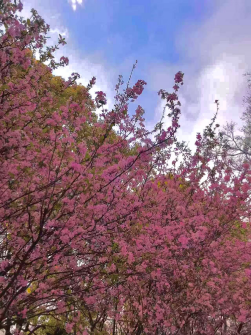 春韵定格·光影绘梦——云南经济管理学院