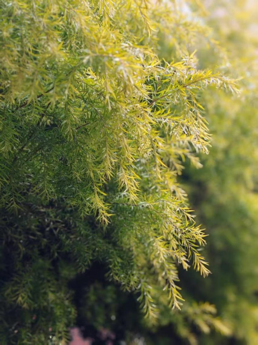 春韵定格·光影绘梦——云南经济管理学院