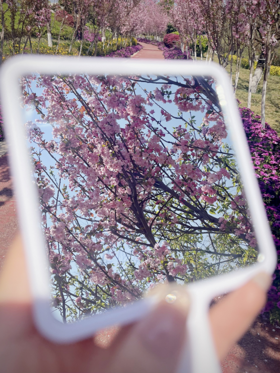 春韵定格·光影绘梦——云南经济管理学院