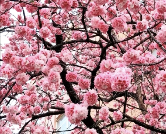 春韵定格·光影绘梦——云南经济管理学院