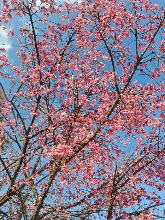 春韵定格·光影绘梦——云南经济管理学院