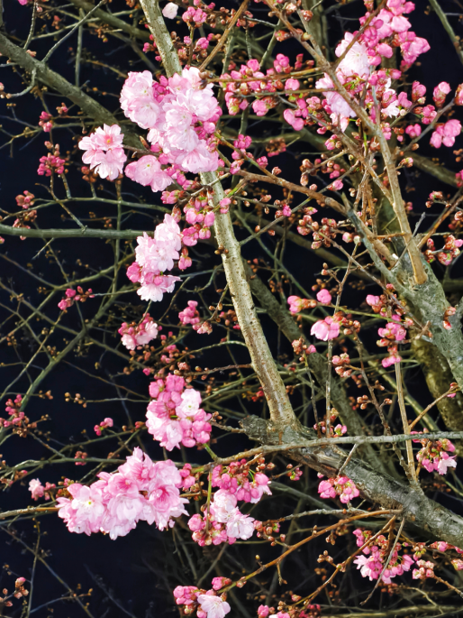 春韵定格·光影绘梦——云南经济管理学院