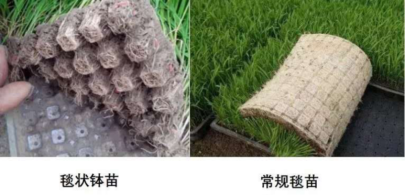 AI在泥水裡生根發芽：豐疆智慧讓自動駕駛在田間地頭落地