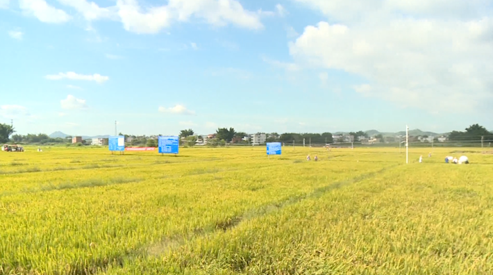兴宁丝苗米产业园核心区预计明年1月投入运营