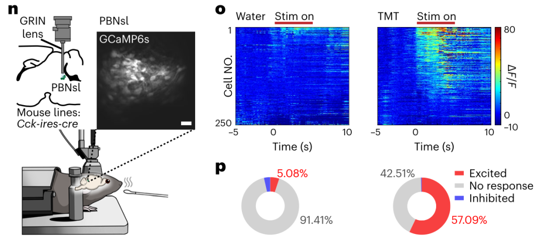 利用微型化雙光子技術揭示恐懼和焦慮新機制
