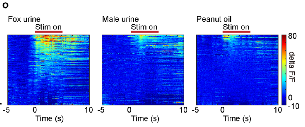 利用微型化雙光子技術揭示恐懼和焦慮新機制