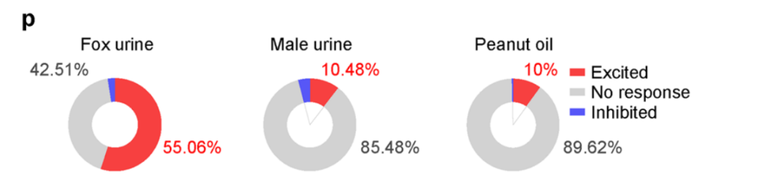 利用微型化雙光子技術揭示恐懼和焦慮新機制