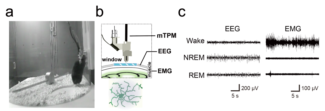 利用微型化雙光子技術(shù)揭示自由睡眠下的小膠質(zhì)細(xì)胞行為與功能