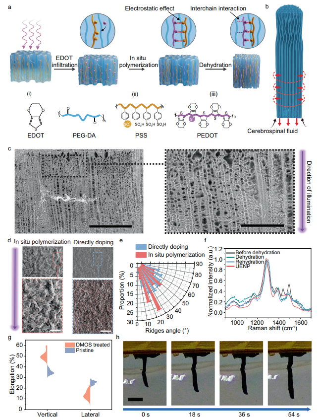 超維景助力南京醫(yī)科大學(xué)胡本慧課題組：防止術(shù)中出血的單軸延伸神經(jīng)電極