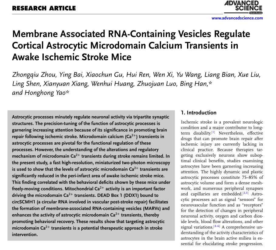 超維景助力東南大學姚紅紅課題組揭示星形膠質(zhì)細胞在缺血性卒中的神經(jīng)機制