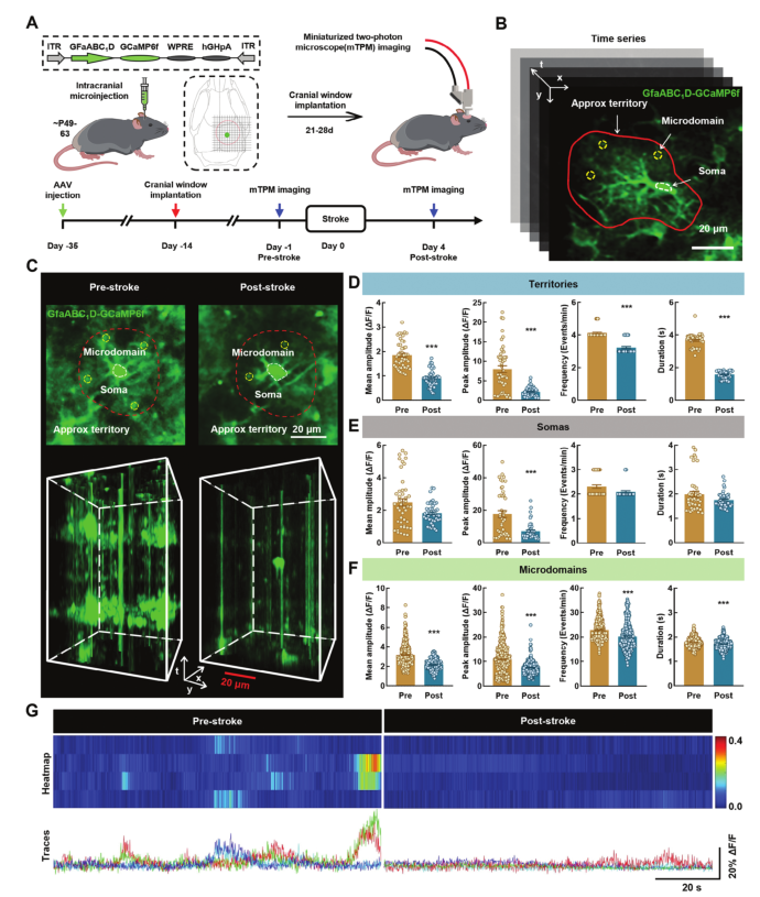 超維景助力東南大學姚紅紅課題組揭示星形膠質(zhì)細胞在缺血性卒中的神經(jīng)機制