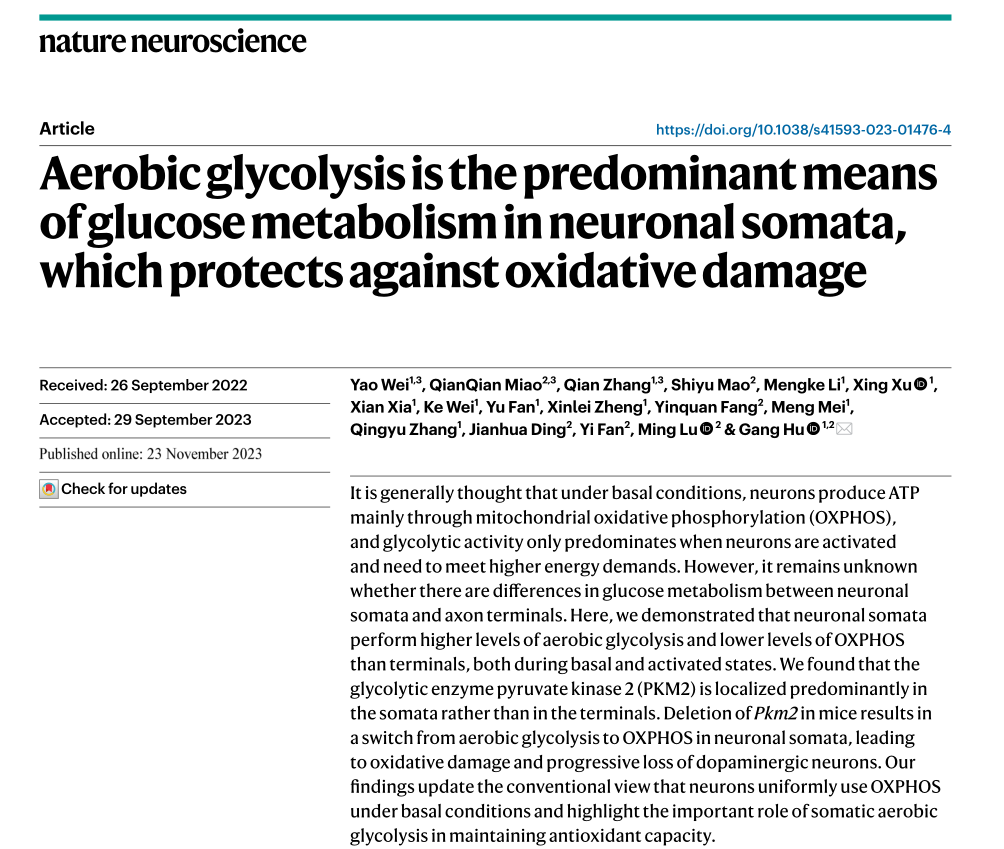 利用微型化雙光子技術揭示神經元胞體與末梢的糖代謝差異
