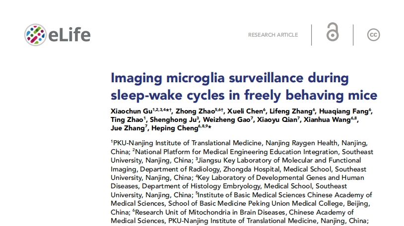 利用微型化雙光子技術(shù)揭示自由睡眠下的小膠質(zhì)細(xì)胞行為與功能