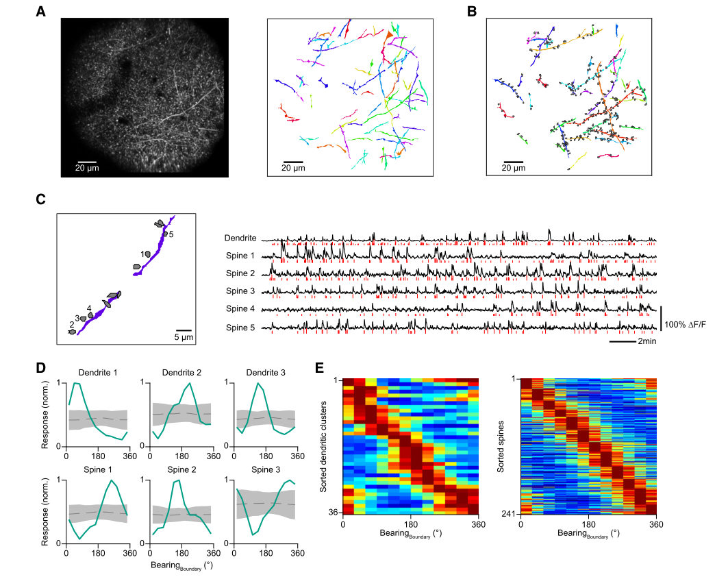 利用微型化雙光子技術(shù)揭示自我中心（主觀）表征神經(jīng)機(jī)制
