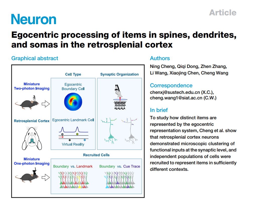 利用微型化雙光子技術(shù)揭示自我中心（主觀）表征神經(jīng)機(jī)制