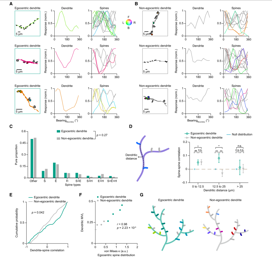 利用微型化雙光子技術(shù)揭示自我中心（主觀）表征神經(jīng)機(jī)制