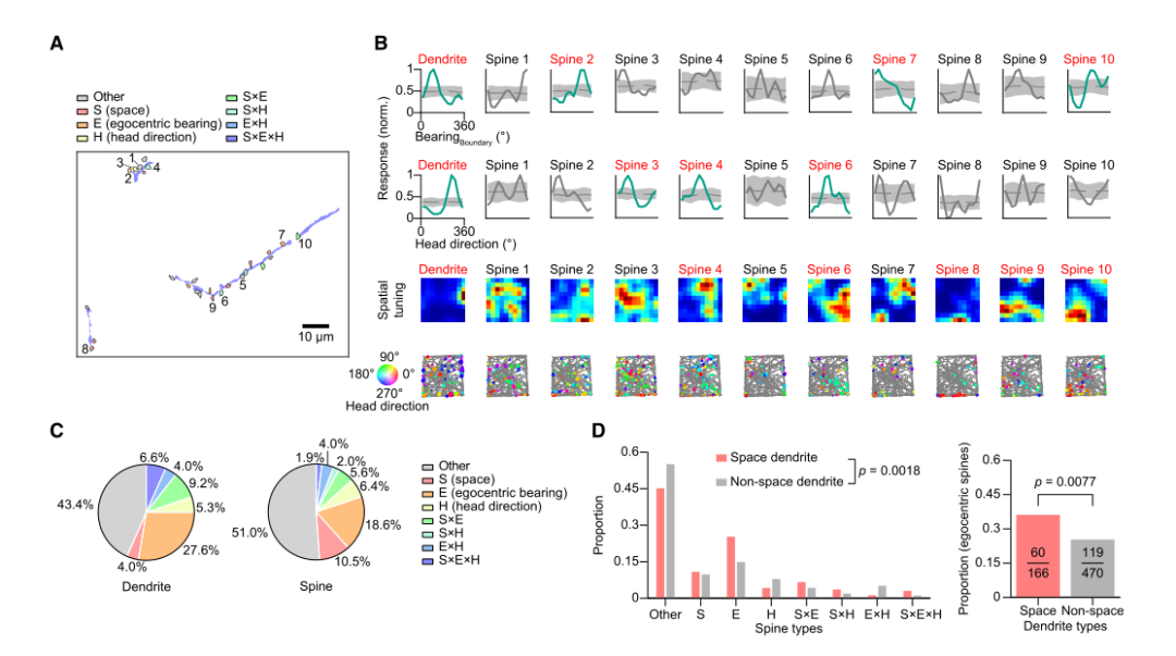 利用微型化雙光子技術(shù)揭示自我中心（主觀）表征神經(jīng)機(jī)制