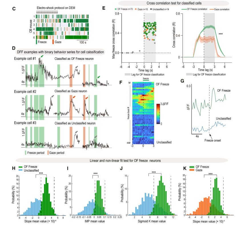 超維景助力東南大學(xué)謝維/李默怡課題組揭示情緒共情的神經(jīng)機制