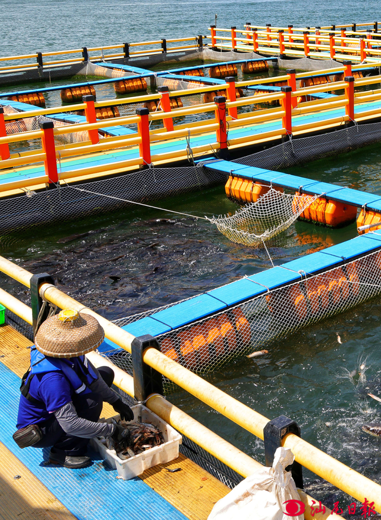 ▲在江牡島海域的國泰海洋牧場上，工作人員正在喂食。