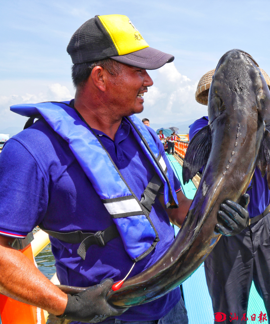 ▲海洋牧場工作人員抓起海鱺魚。