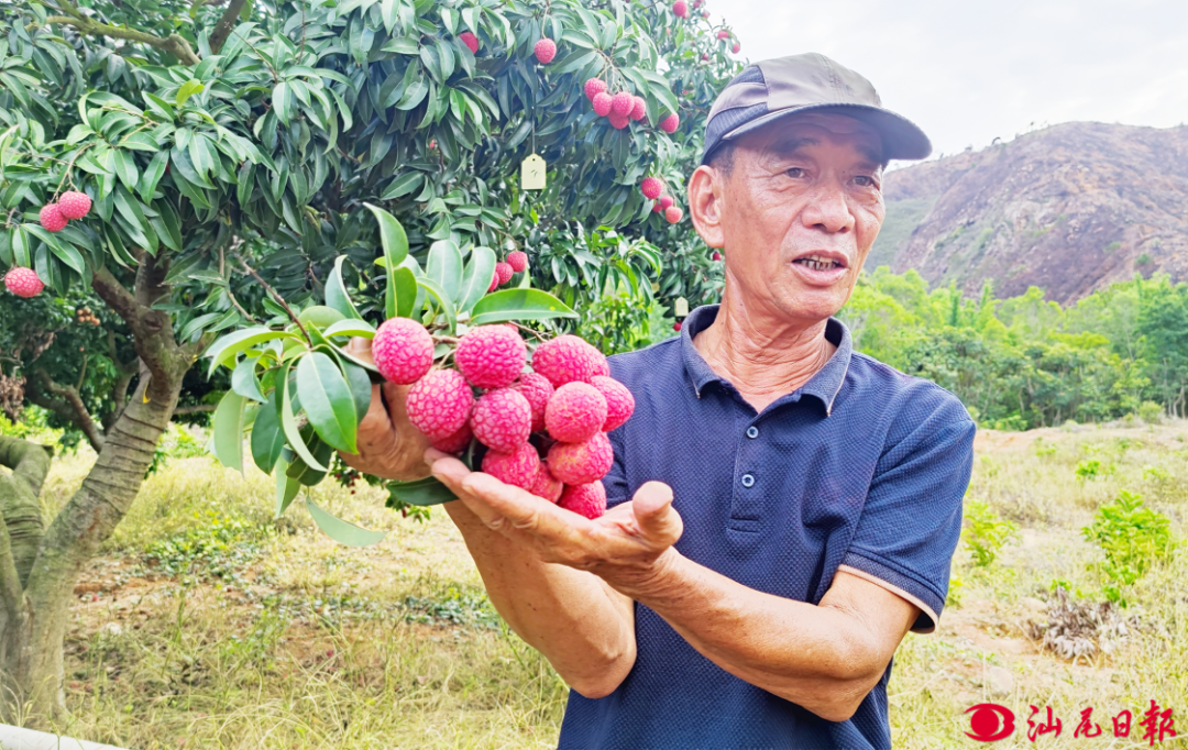 崔保国和他的“红嵄荔”荔枝。受访者供图