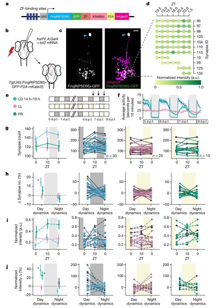 熬夜損傷大腦，神經(jīng)元平均每小時丟失2.2個突觸