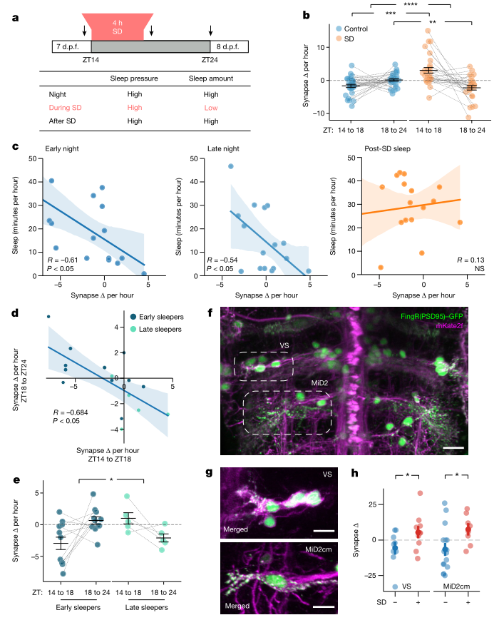 熬夜損傷大腦，神經(jīng)元平均每小時丟失2.2個突觸