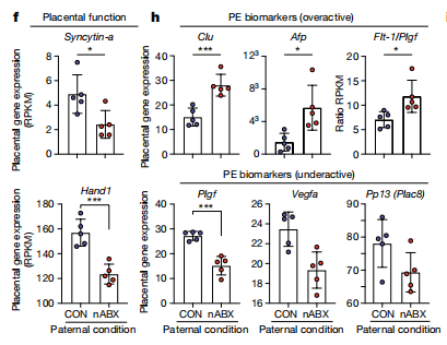 父親腸菌失調(diào)，或?qū)е绿荷L受限，早亡風(fēng)險大增