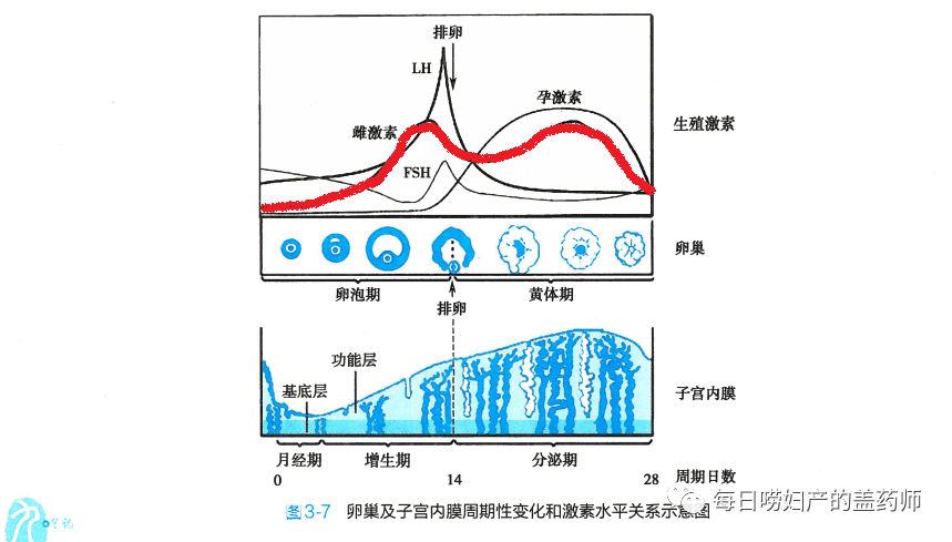 补佳乐多少钱