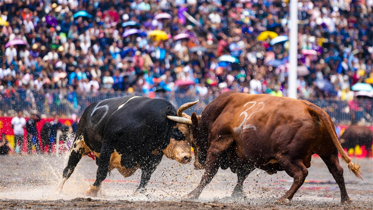 2024年普格县彝族火把节火热来袭,这些活动不容错过