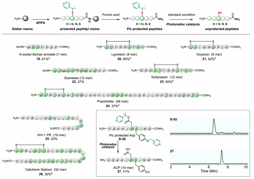 上海交大王平课题组JACS发文：基于光催化 C–X 键断裂的多肽合成方法学革新