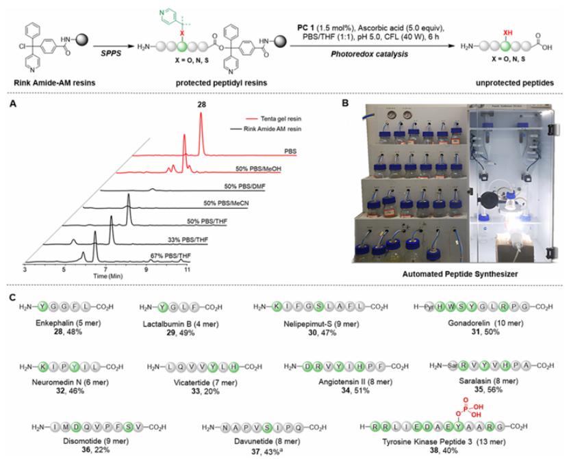 上海交大王平课题组JACS发文：基于光催化 C–X 键断裂的多肽合成方法学革新