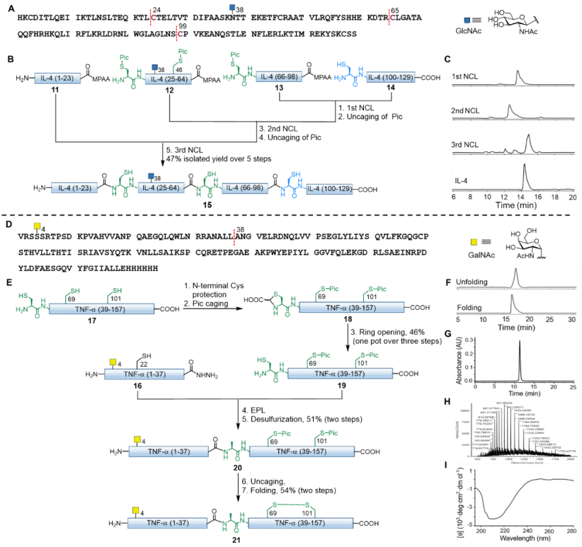 上海交大王平课题组Angew发文：pH与波长协同调控的吡啶甲基策略助力半胱氨酸精准保护与蛋白质合成
