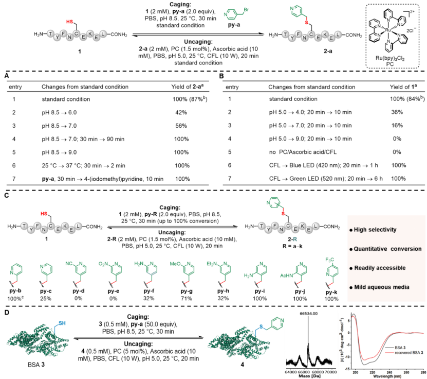 上海交大王平课题组Angew发文：pH与波长协同调控的吡啶甲基策略助力半胱氨酸精准保护与蛋白质合成