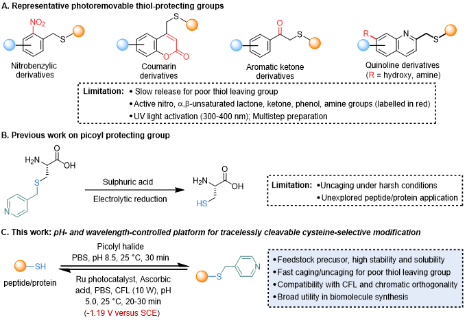 上海交大王平课题组Angew发文：pH与波长协同调控的吡啶甲基策略助力半胱氨酸精准保护与蛋白质合成