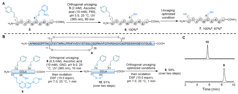 上海交大王平课题组Angew发文：pH与波长协同调控的吡啶甲基策略助力半胱氨酸精准保护与蛋白质合成