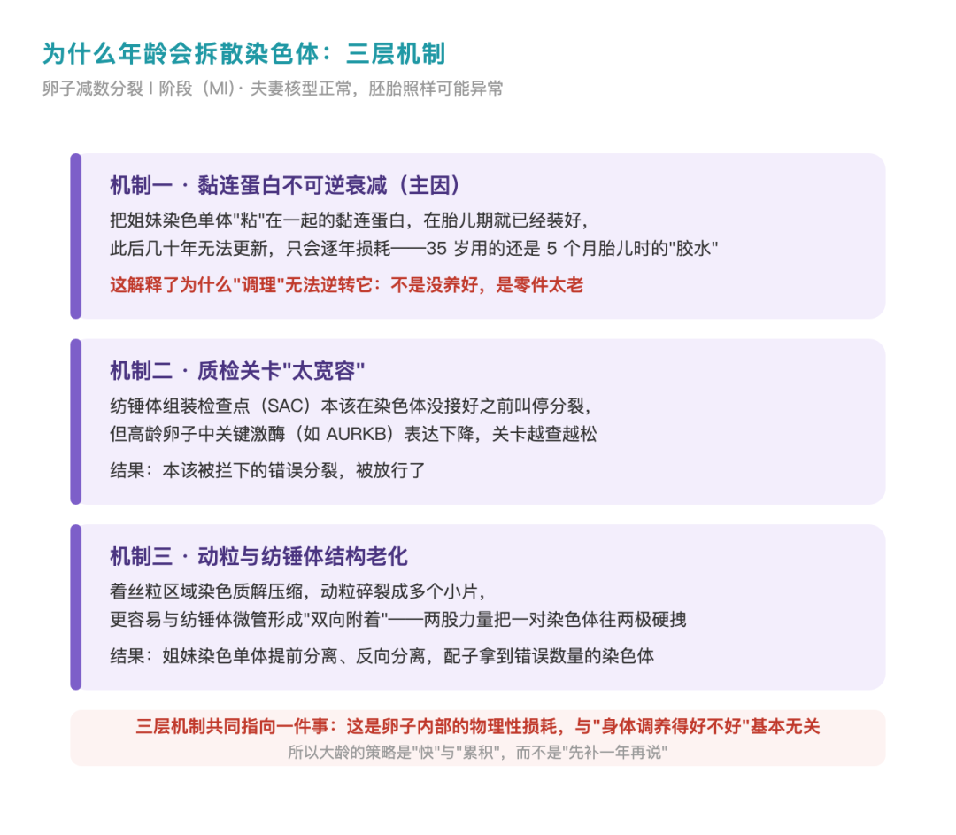 年龄拆散染色体的三层机制：零件不可更换、