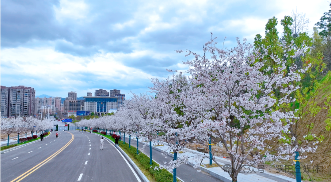 凤城大道樱花盛放 浪漫花廊成春日打卡胜地