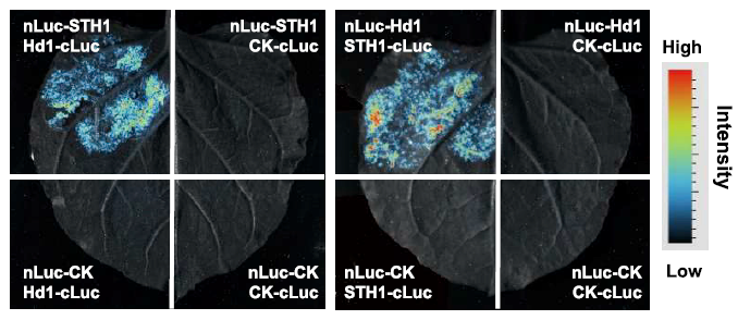 植物蛋白互作研究的利器：LUC實(shí)驗(yàn)與UVP ChemStudio 695的強(qiáng)強(qiáng)聯(lián)合
