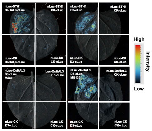 植物蛋白互作研究的利器：LUC實(shí)驗(yàn)與UVP ChemStudio 695的強(qiáng)強(qiáng)聯(lián)合