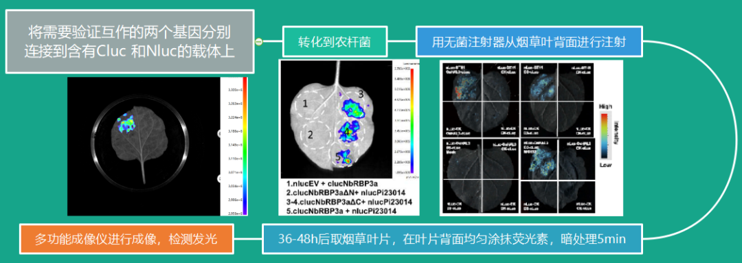 植物蛋白互作研究的利器：LUC實(shí)驗(yàn)與UVP ChemStudio 695的強(qiáng)強(qiáng)聯(lián)合