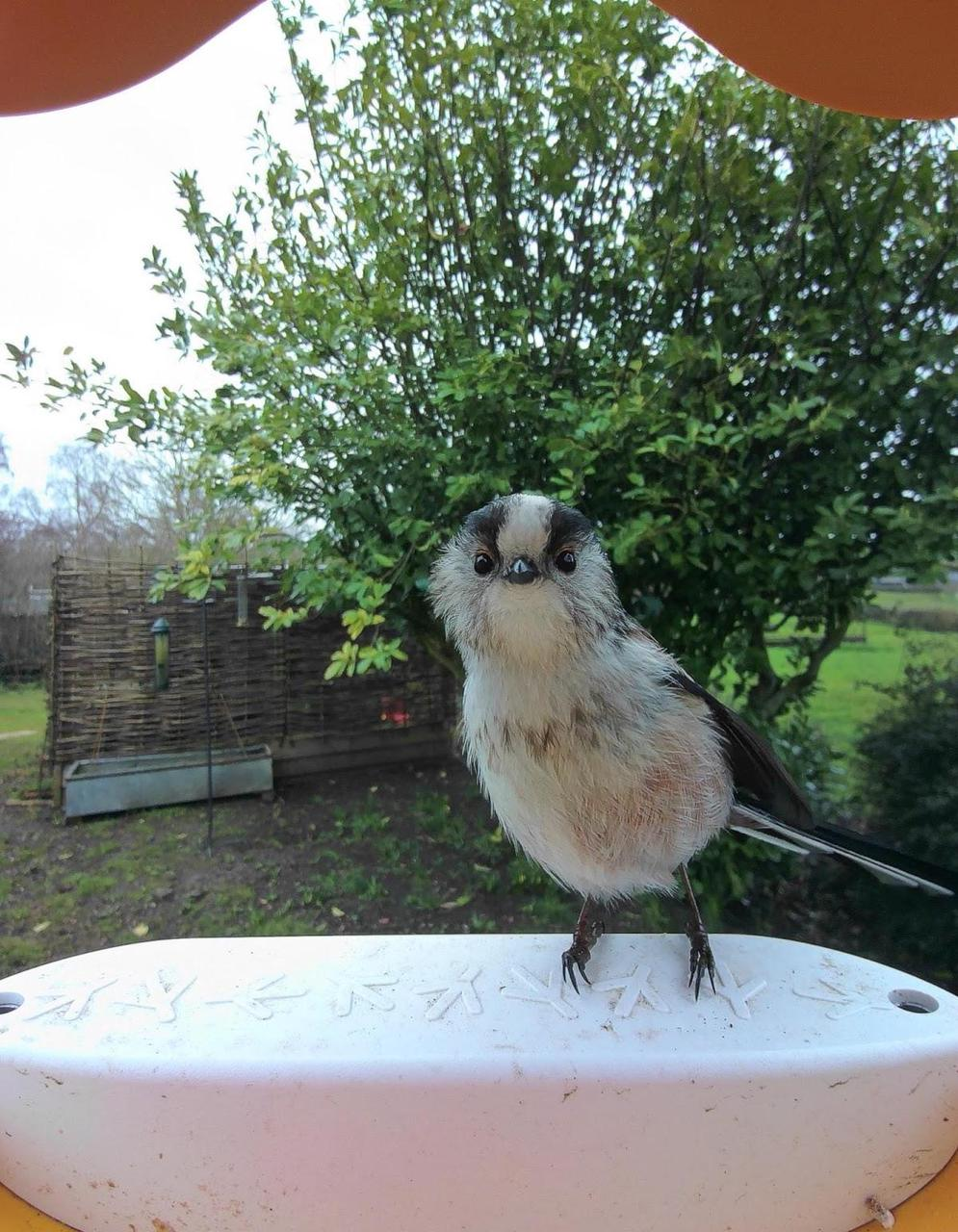 图片[2]-给鸟拍照，凭什么能赚到上千万美元？-AI Express News