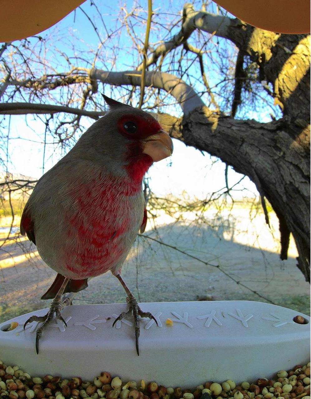 图片[4]-给鸟拍照，凭什么能赚到上千万美元？-AI Express News