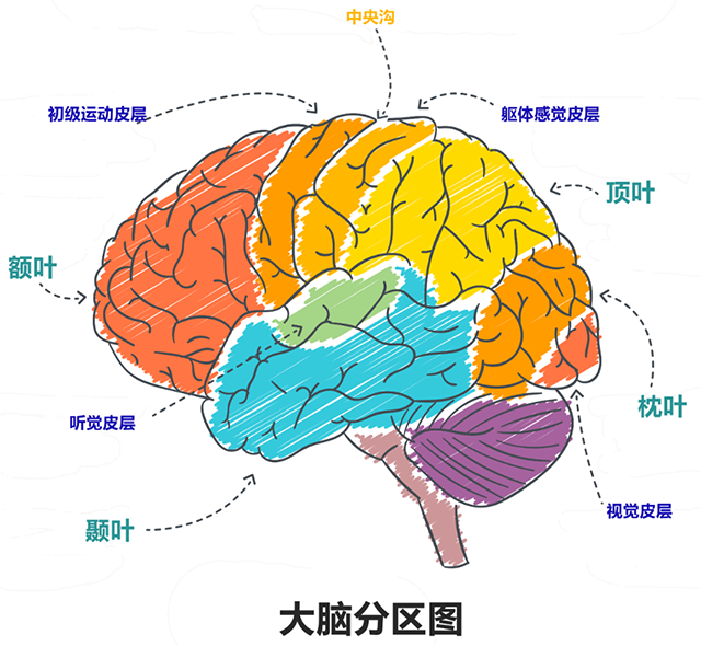 人类大脑发育曲线图图片