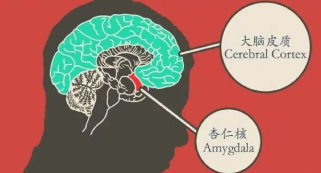 过多的皮质醇会抑制与记忆加工有关的海马体的神经元产生,而同时刺激