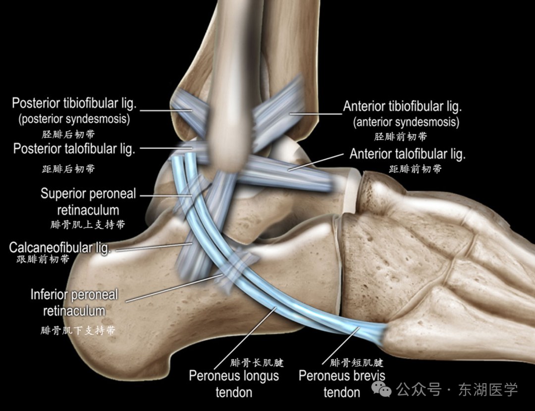 踝、足骨骼影像解剖，收藏版