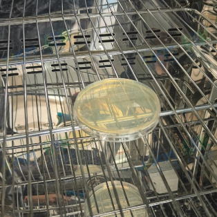 恒溫環(huán)境中培養(yǎng)，一定時(shí)間后取出觀察計(jì)數(shù)