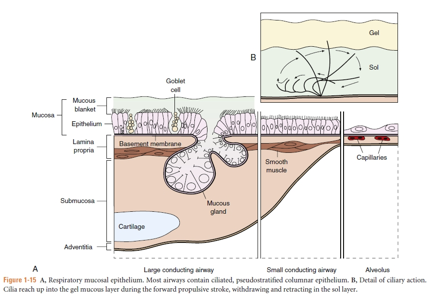 湿化液是什么常用气道湿化方式及湿化液_https://www.jmylbn.com_新闻资讯_第7张