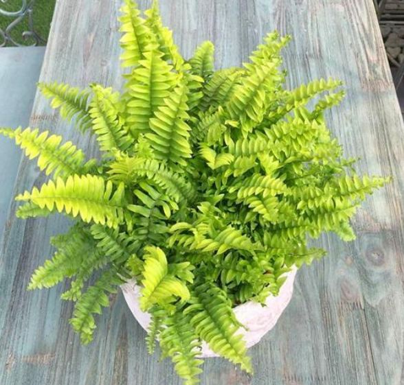 5种耐阴观赏蕨类植物 净化空气效果好 全网搜